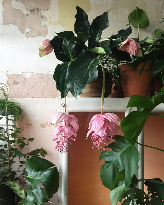 Medinilla magnifica