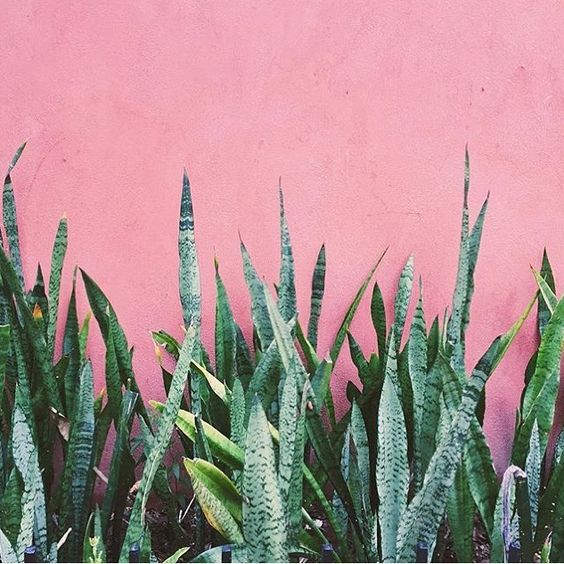 Plants on Pink 3