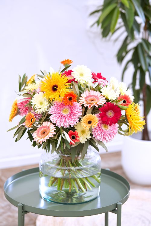 Florist Snijgerbera3461