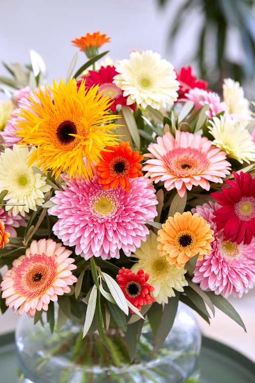 Florist Snijgerbera3465