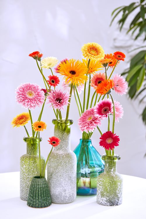 Florist Snijgerbera3484