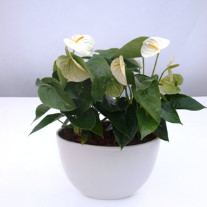 Anthurium