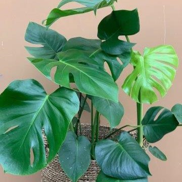 Monstera