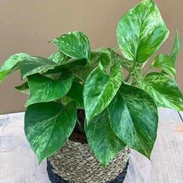 Philodendron bont