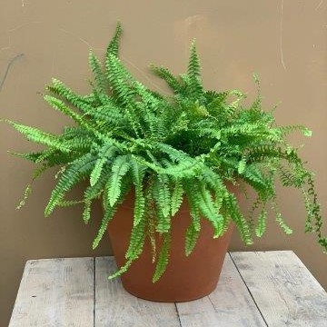 Varen Asplenium