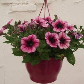 Hang petunia roze klein