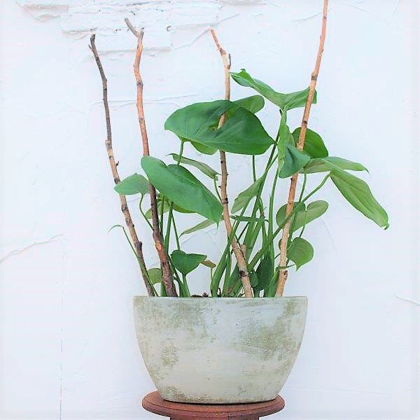 Monstera met pot